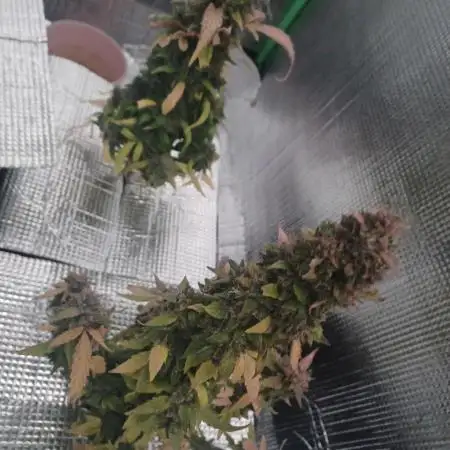 CBD 20:1 Auto