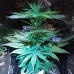 Royal Domina Feminized