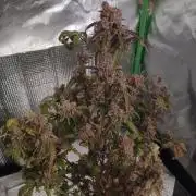 Big Cheese Auto IV & V