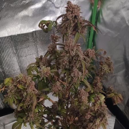 Big Cheese Auto IV & V