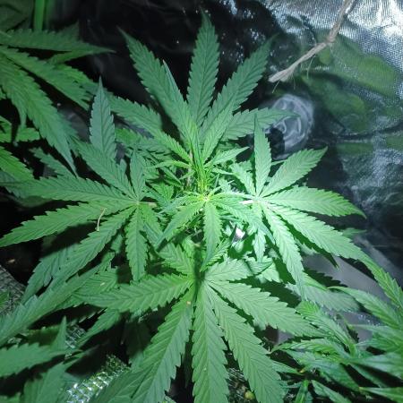 Sour Jealousy Auto
