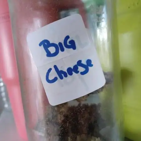 Big Cheese Auto IV