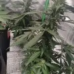 CBD Auto 20:1