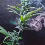 White Widow XXL Auto I