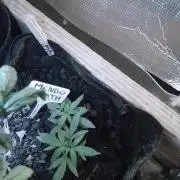 Mendo Breath Feminized 4/20 pcs