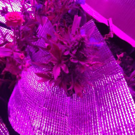 💚 Sour Jealousy Auto II & III