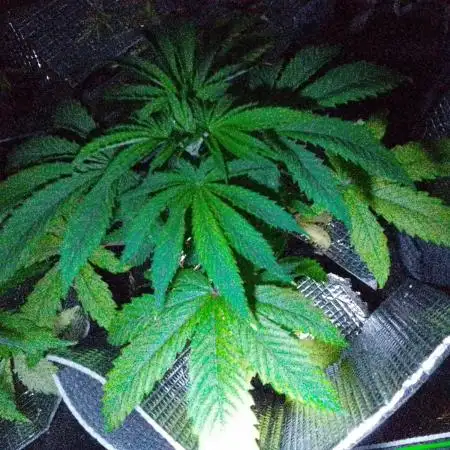 Royal Domina Feminized