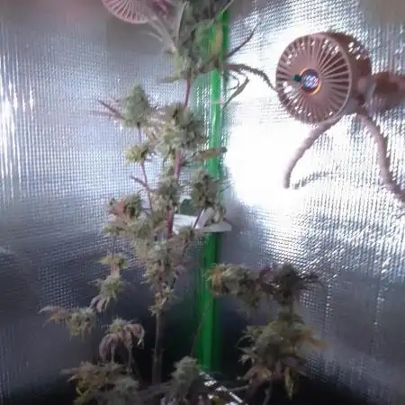 Original Sour Diesel Auto