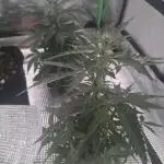 CBD Auto 20:1