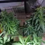 CBD 20:1 Auto