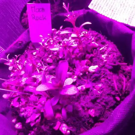 Moon Rock Auto