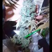 CBD 20:1 Auto III - 14gr