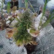 💚 Sour Jealousy II - 3gr