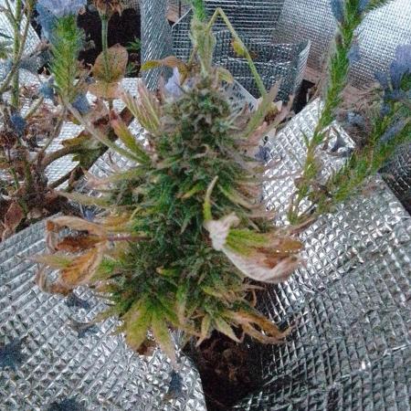 💚 Sour Jealousy II - 3gr