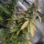 CBD 20:1 Auto