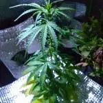 White Widow XXL Auto I cloning