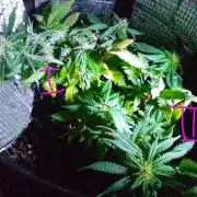 Mendo Breath Feminized 4/20 pcs