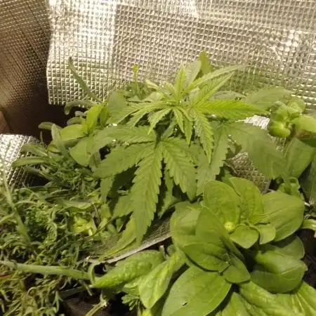 💚 Sour Jealousy Auto II & III