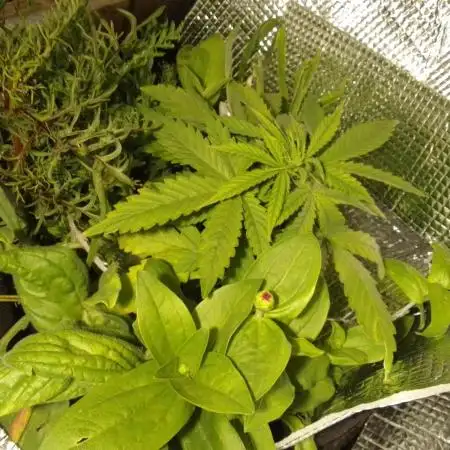 💚 Sour Jealousy Auto II & III
