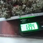 CBD 20:1 Auto III - 14gr