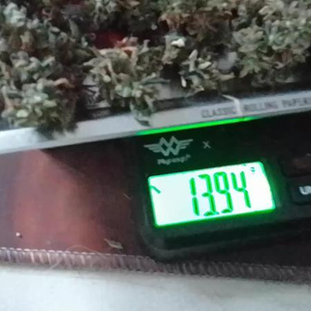 CBD 20:1 Auto III - 14gr