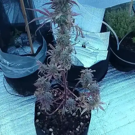 Sour Diesel Auto I