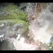 White Widow XXL Auto I