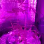 Poison Envy feminized I