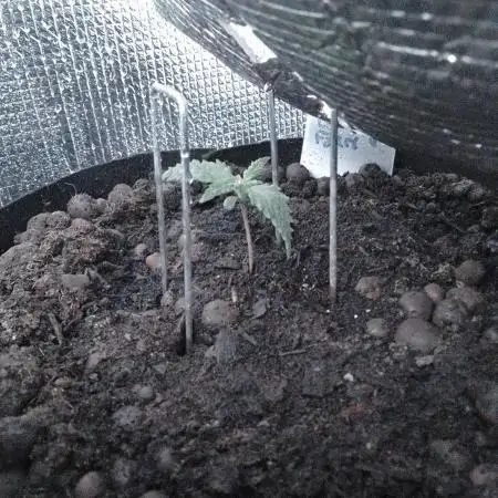 White Widow XXL Auto I