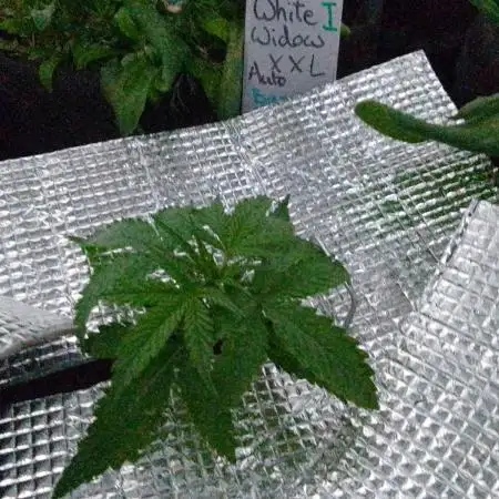 White Widow XXL Auto I