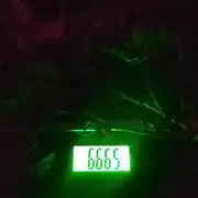 Poison Envy feminized I