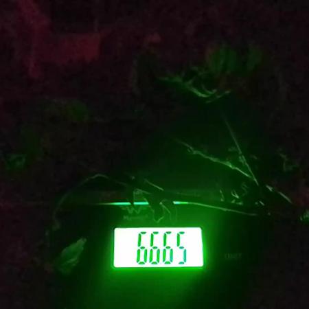 Poison Envy feminized I