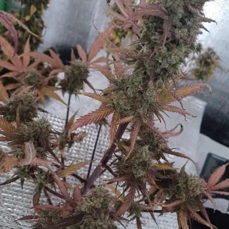 Sour Jealousy Auto