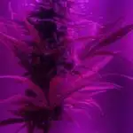 Original Sour Diesel Auto