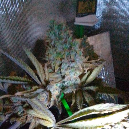 Royal Domina Feminized