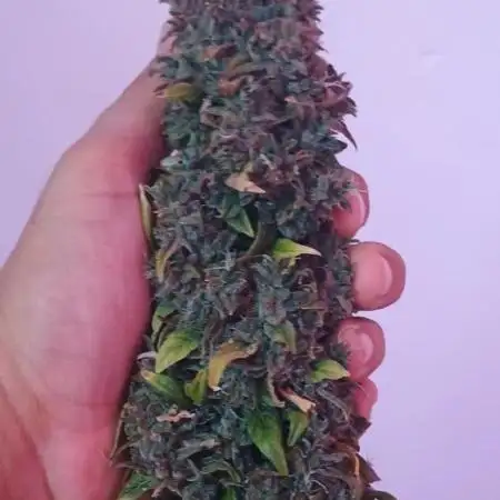 CBD 20:1 Auto x2