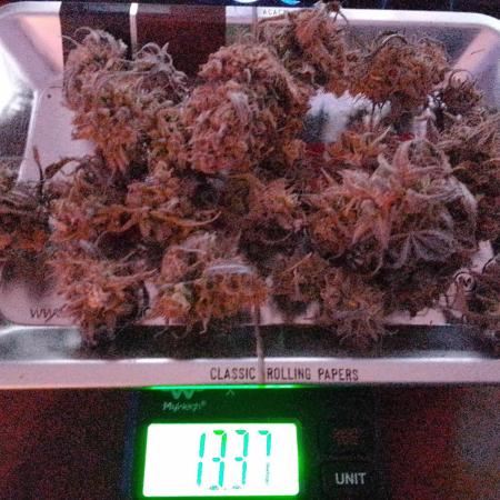 Sour Jealousy I - 14gr