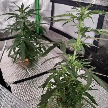 CBD Auto 20:1