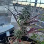 Original Sour Diesel Auto