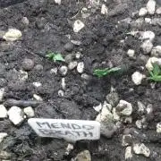 Mendo Breath Feminized 4/20 pcs