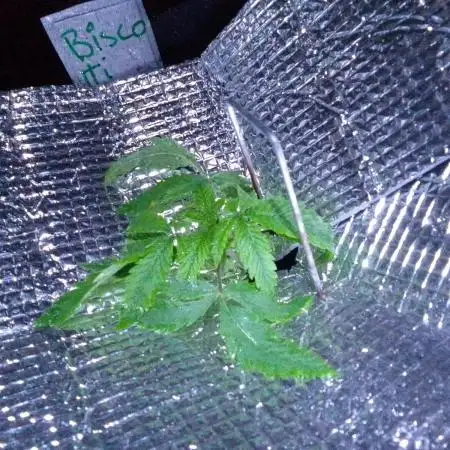 Biscotti Feminized