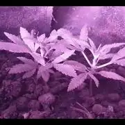 Mendo Breath Feminized 4/20 pcs