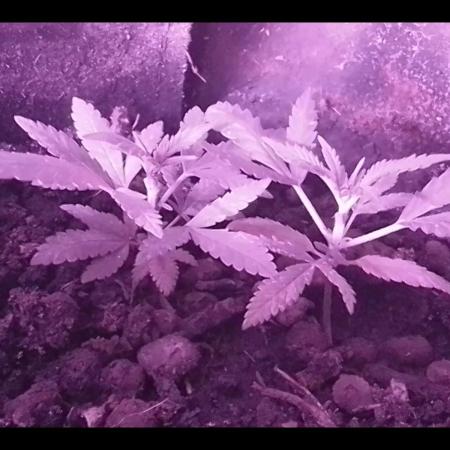 Mendo Breath Feminized 4/20 pcs