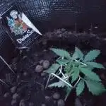 Free seeds x3