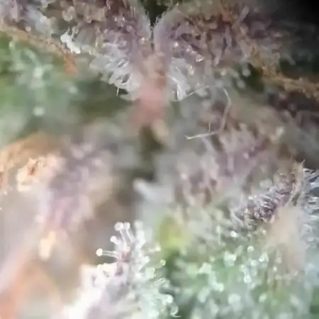 Sour Jealousy Auto