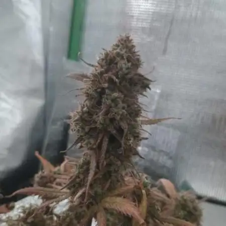 Sour Jealousy Auto