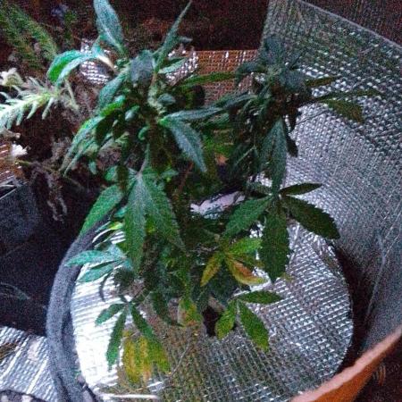 Poison Envy feminized I