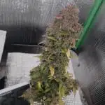 CBD 20:1 Auto x2