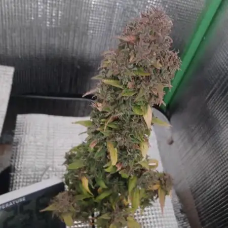 CBD 20:1 Auto x2