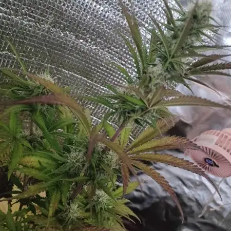 Original Sour Diesel Auto
